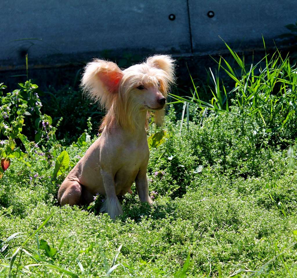 Nigdy Nie Mow Nigdy Next Germanika