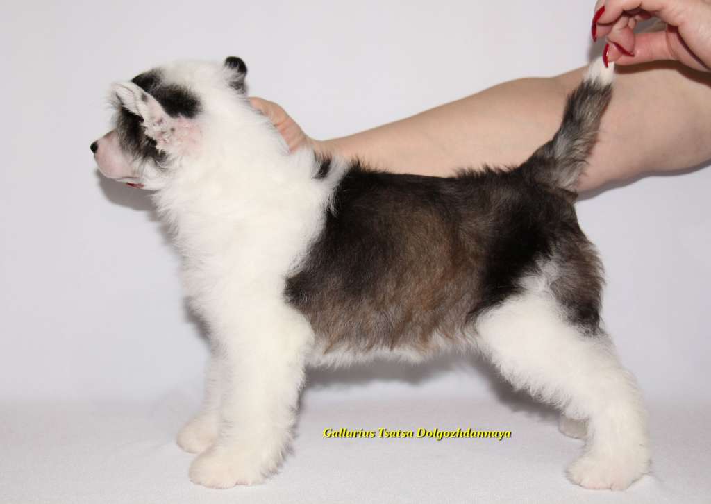 Gallurius Tsatsa Dolgozhdannaya