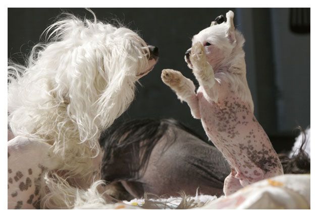 Gou's King Of Wishful Thinking