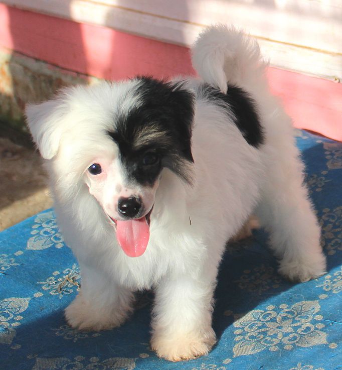 Angel O' Check  Radost