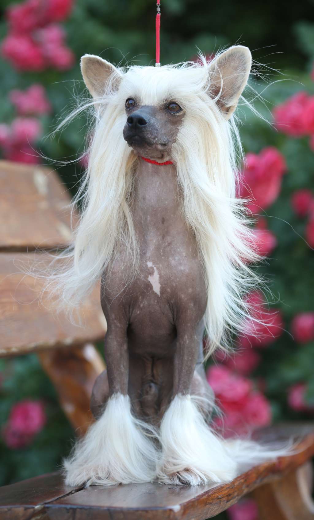 Alexus Il senso della mia vita