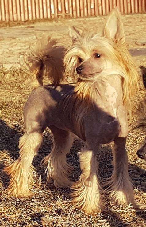 Muso Grazioso Monica be Gucci