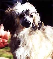 Oriental Jokes Radiostar