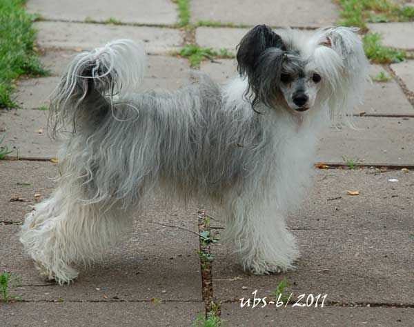 Mooncrest Exotic Moon