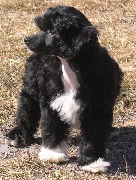 Belshaw's Eternal Love