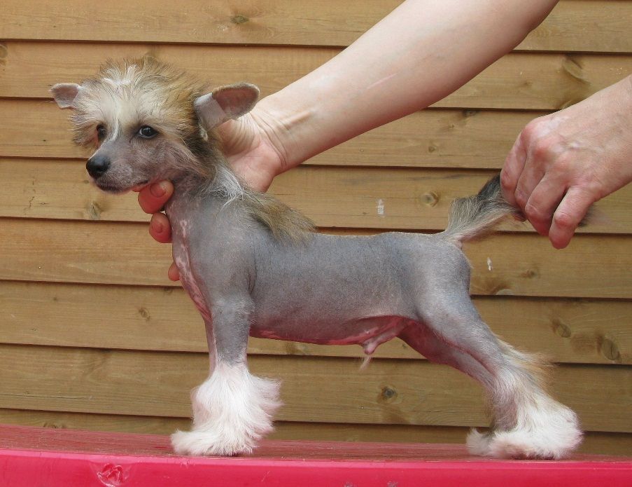 Vernisazh Mari Cunami