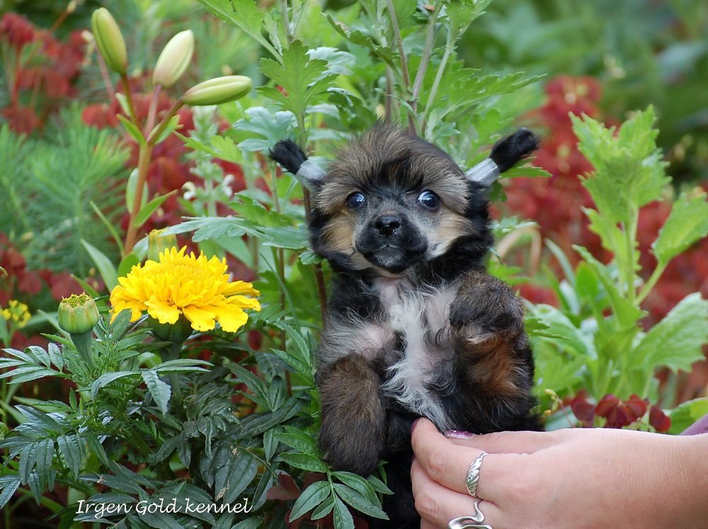 Irgen Gold Chocopayka