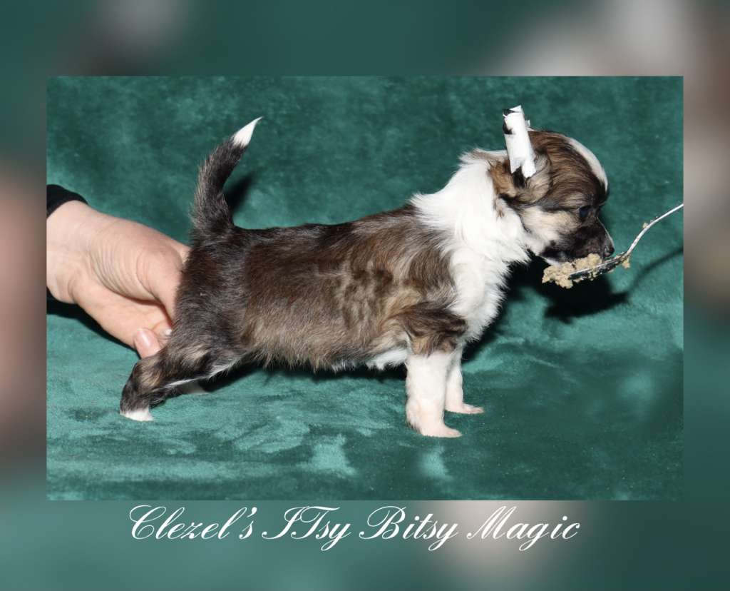 Clezel's Itsy Bitsy Magic