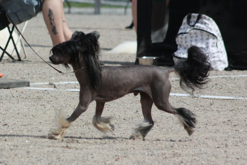 Secret Line's Black Mamba