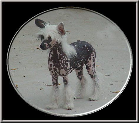 Khafka's Lucia Madness Della Castafiore