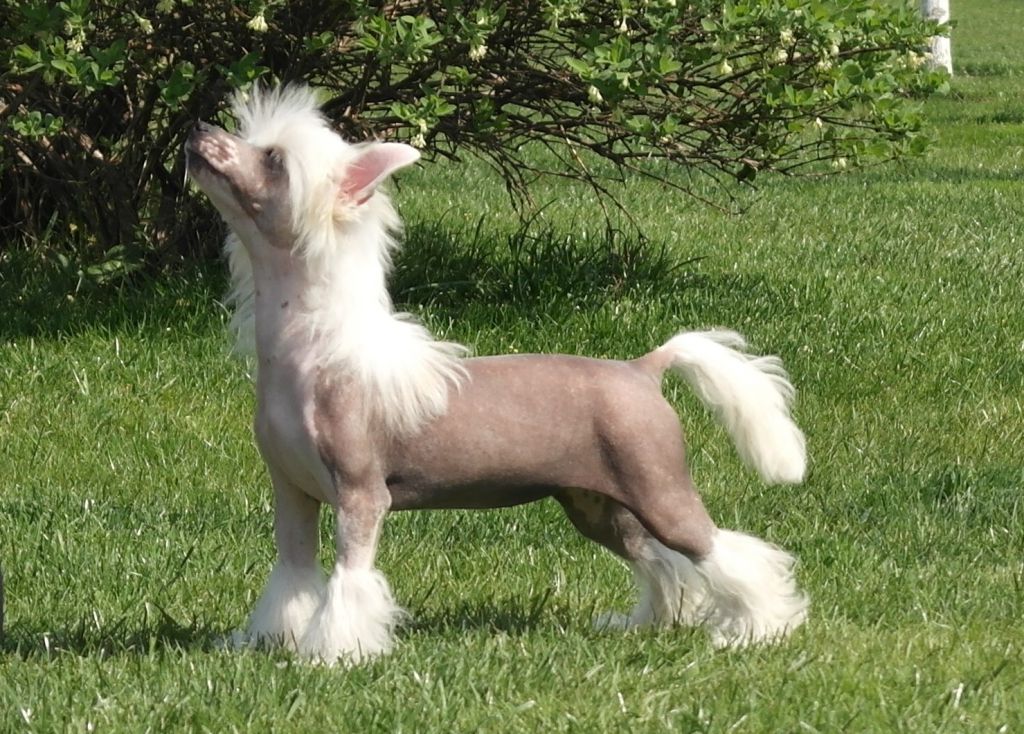 Mano Ponis Fantazija at Principado De lorena