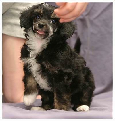 Willow Star's Xanadu