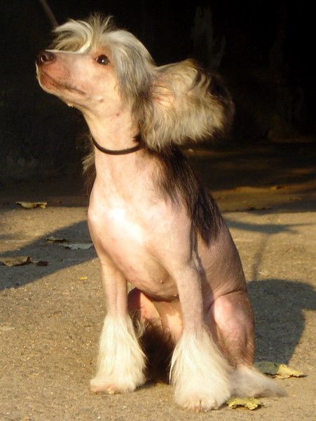 Reverie Apple Seed for Claxton