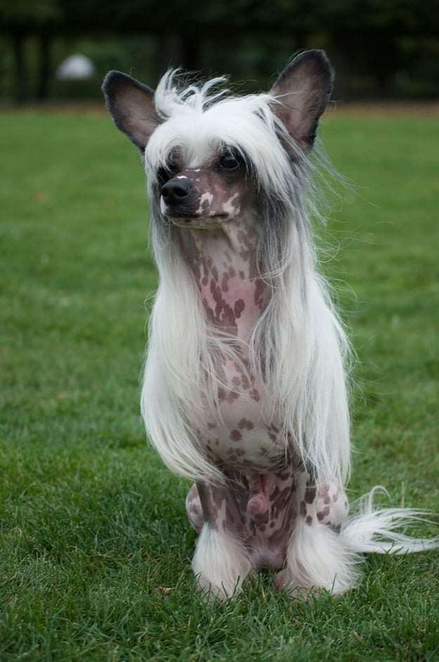 Dindhali Jom Pilgrim