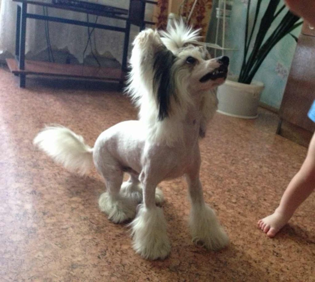 Lifasoria Viel Vivaldy Antony Lucho