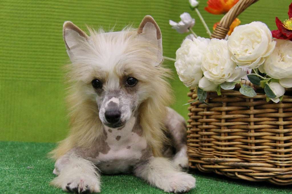 Zheneva-Debjut BENGA