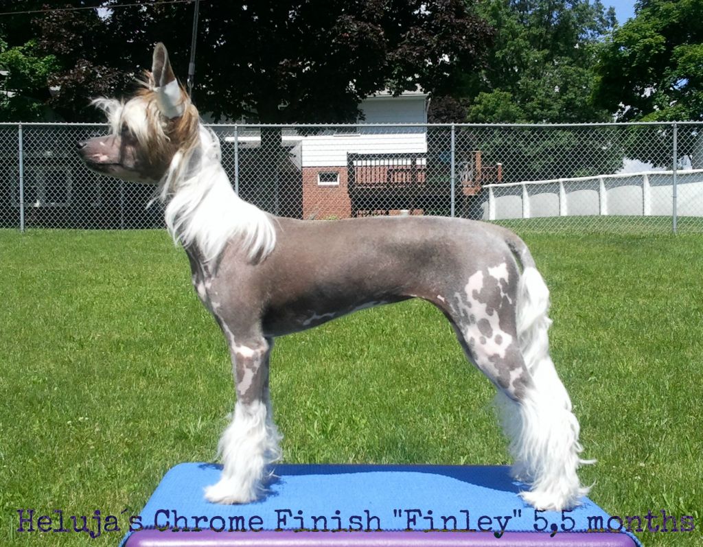 Heluja's Chrome Finish