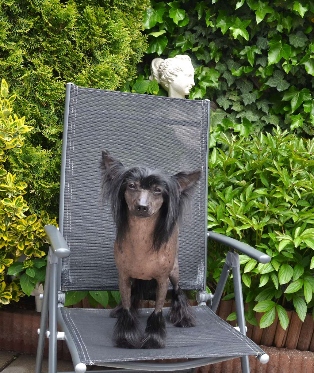 Champion  King of Diamonds