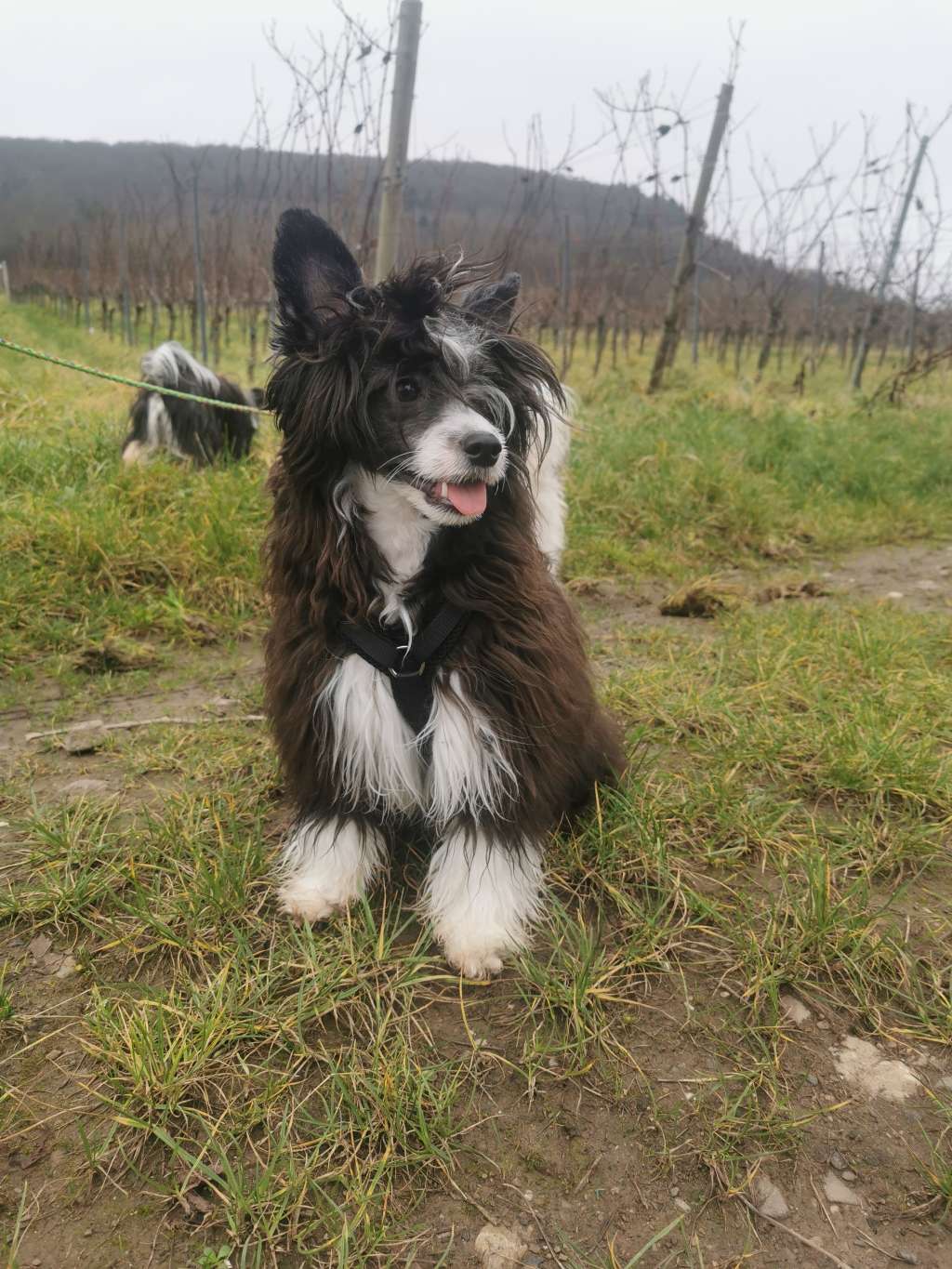 Kameleondogs Kennel Ushi