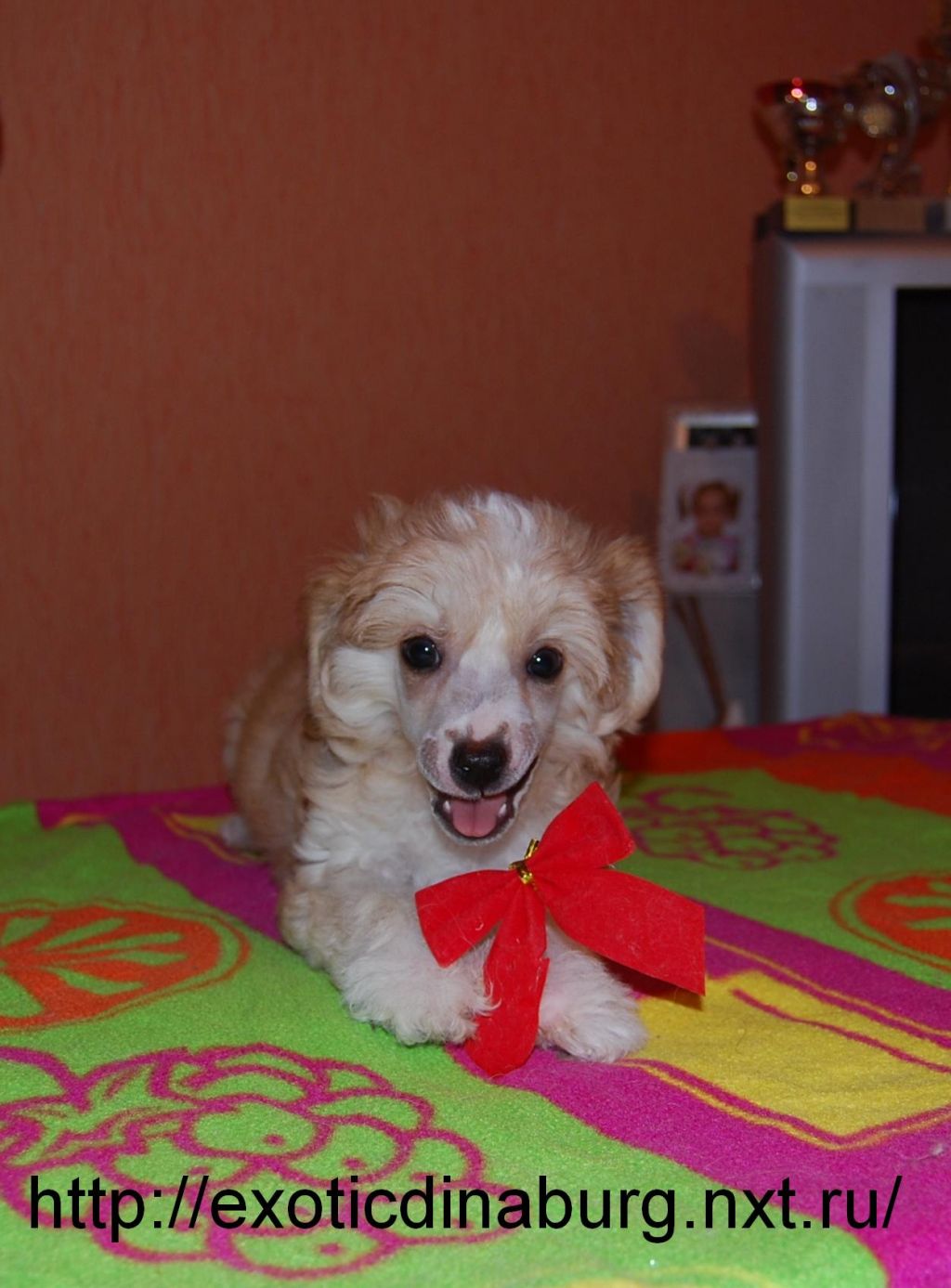 Beautiful Boy Exotic Dinaburg