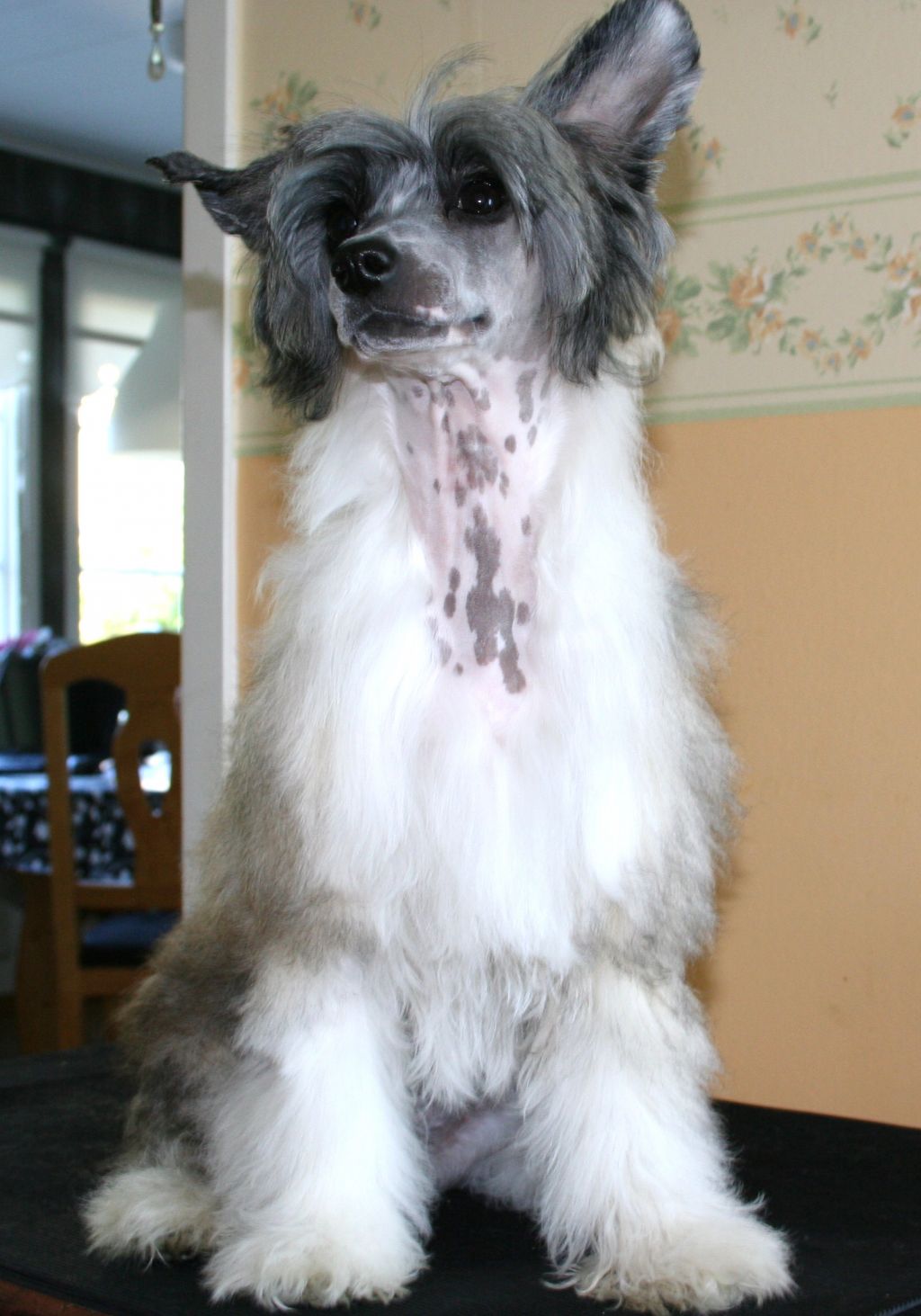 Kaa Won's Fence Hopper