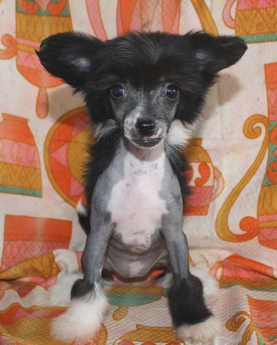 Angel O' Check Zvezdochka