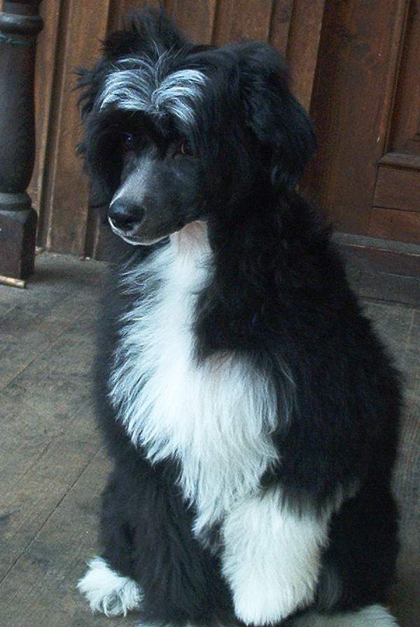 Tippytoes La Lumiere Noire