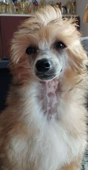 Karamelka Milfra-Moravia