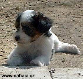 Guliver z Jasne hvezdy