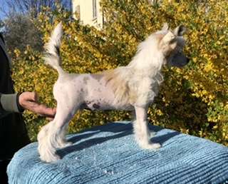 Manymore Chopins is playing Saxophone