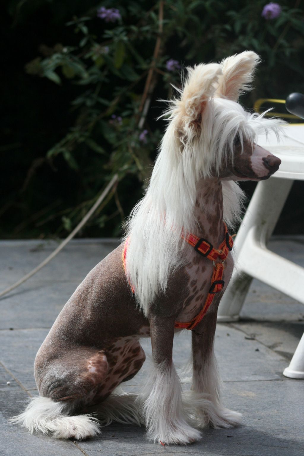 Ivory Island Shangri-La