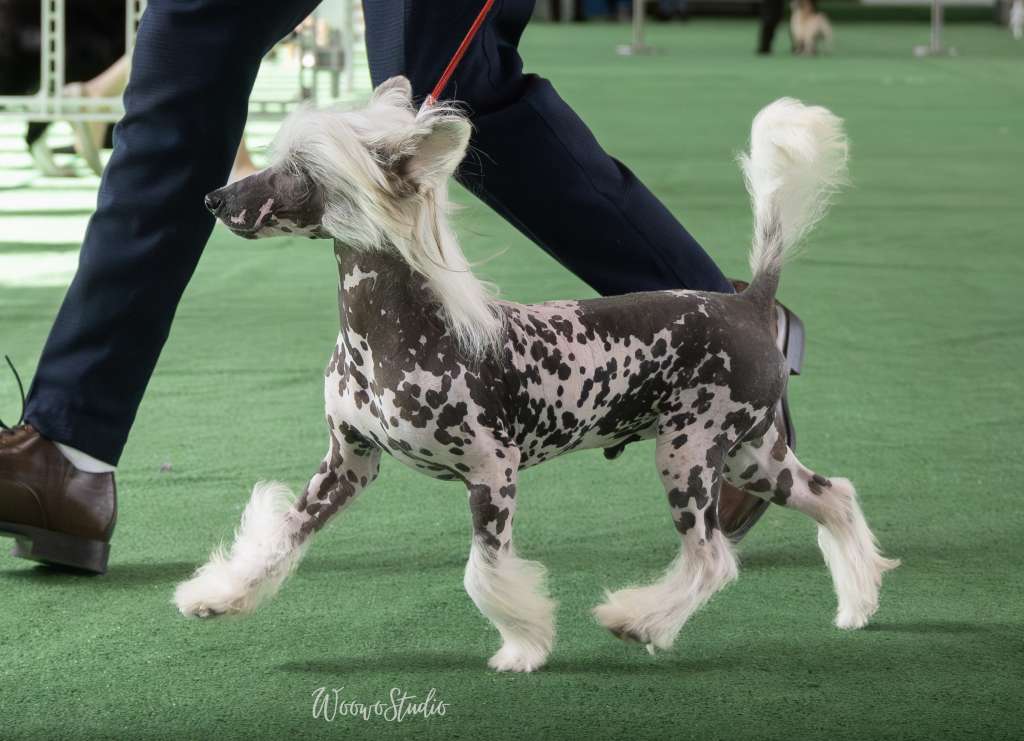 Klaus Margos Victory Star