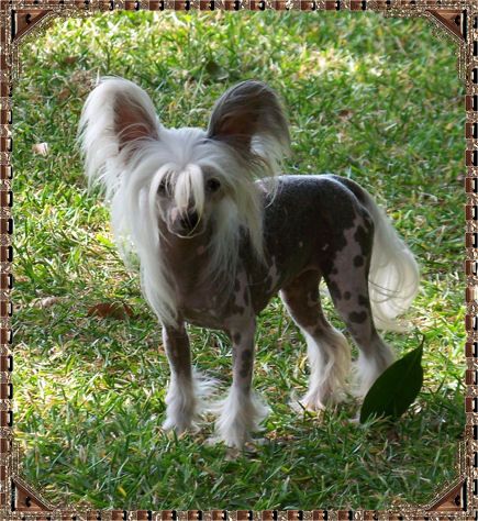 Blanch-O's Holiday On Ice