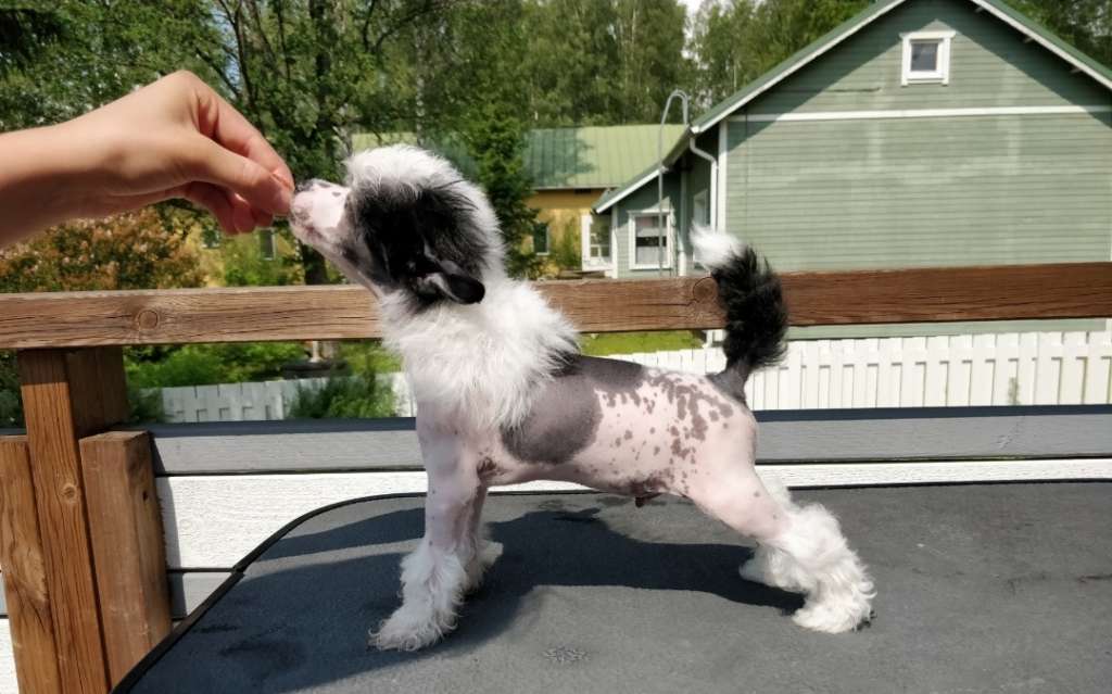 Chaotricals In Your Dreams