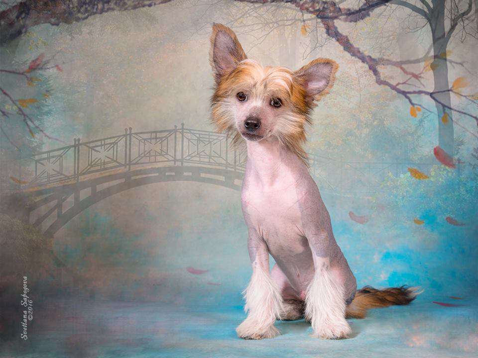 Western Love Antonio