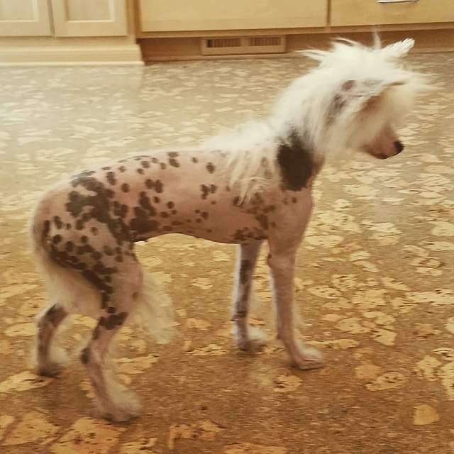 Calypso's Asian Empress