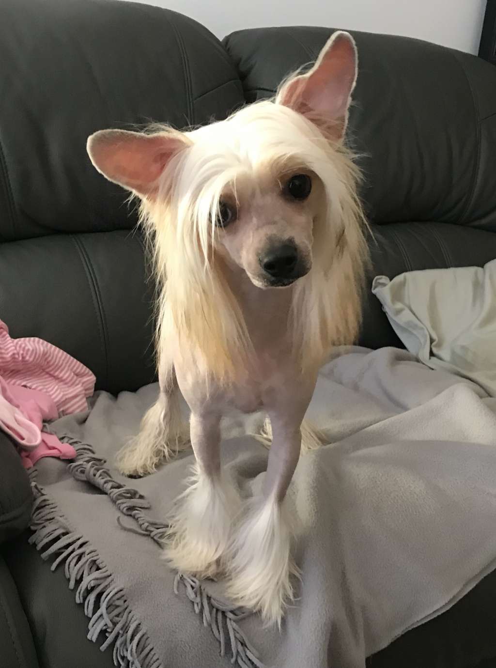 Coco Cannabessa White Fusion