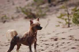 Tournais Duran Duran