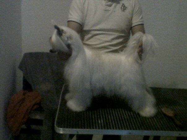 Ch Salatino Glicerina