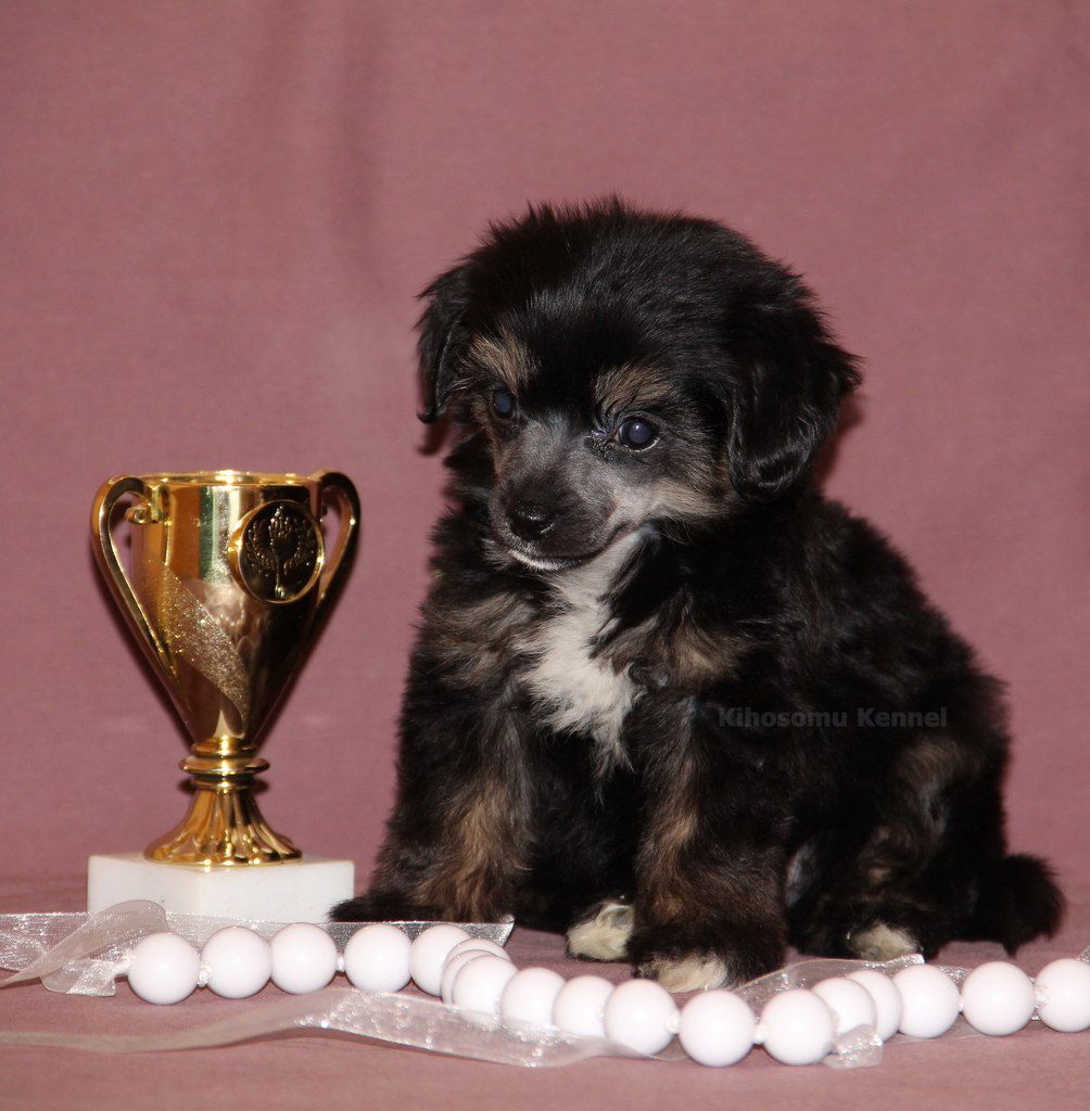 Kihosomu Grand Galyano