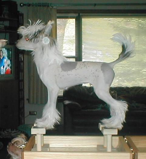 Jahan Mister Bubbles