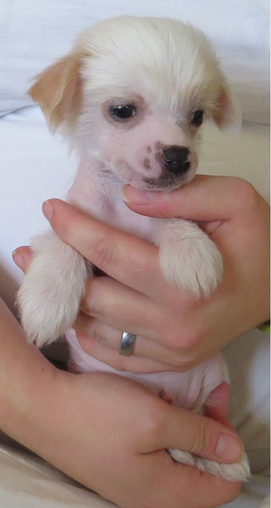 Amelion's True Legend