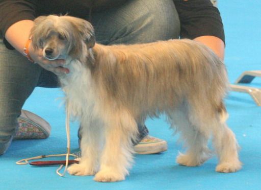 Bull Winkle de Almamasan