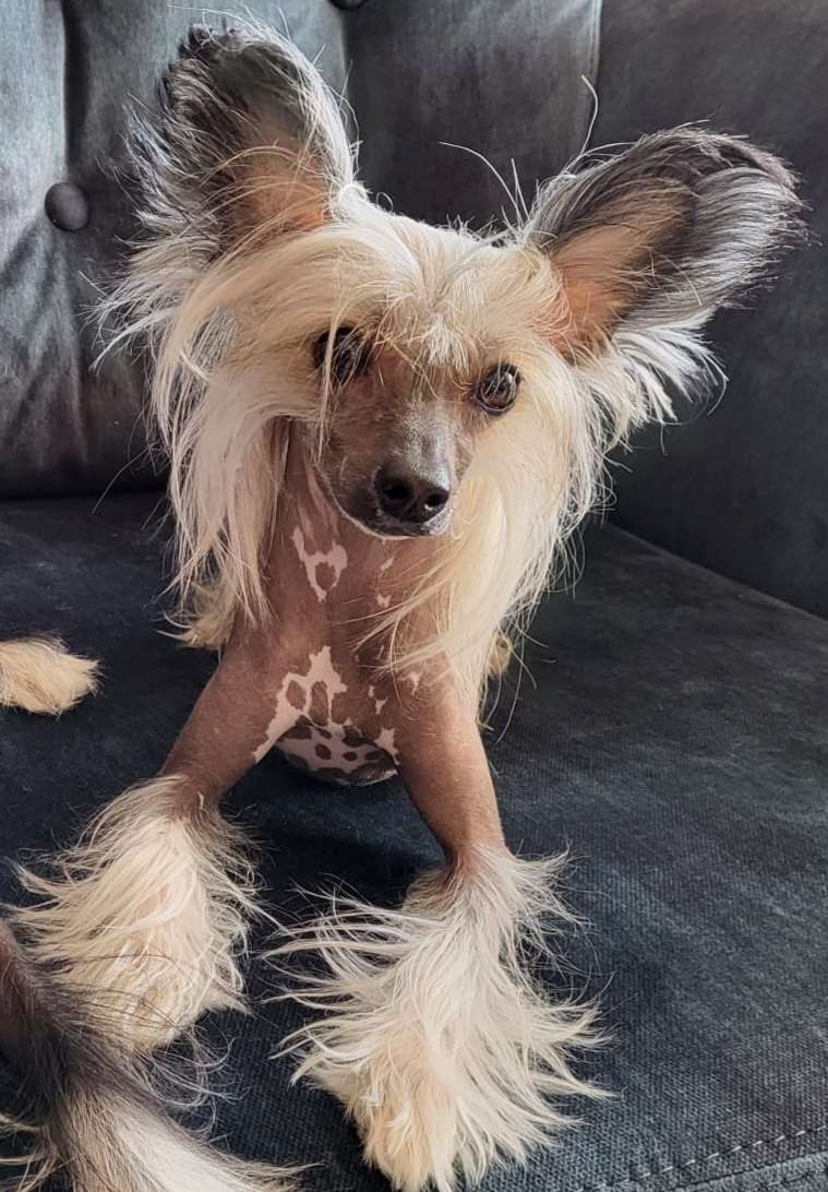 Happy Hippo z Jaromerského panství