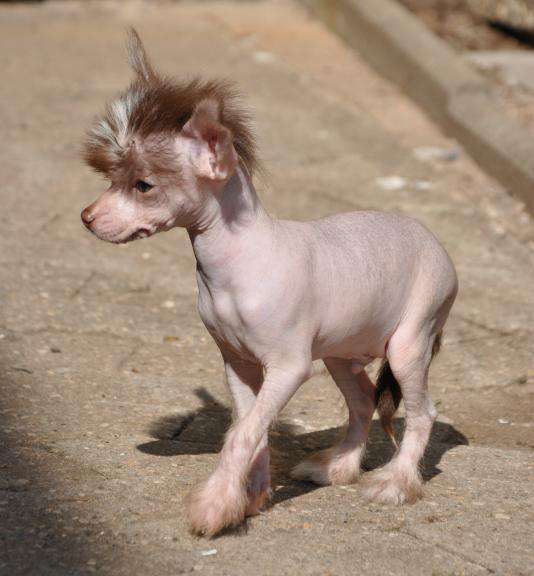 Frodo Forever vom Elfental