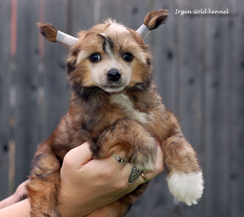 Irgen Gold Ephrosinya