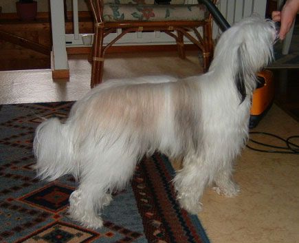 Willow Star's Milk And Honey