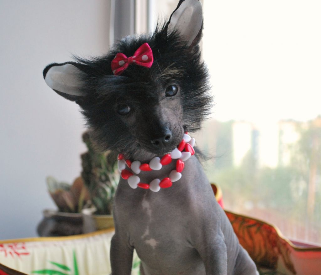 Ulsan Kiss Uma Turman