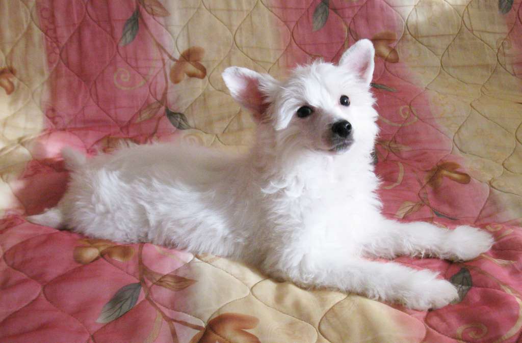 Muso Grazioso Mister Lucky