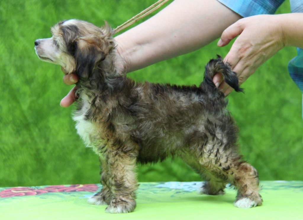 Zheneva-Debjut  Ekler